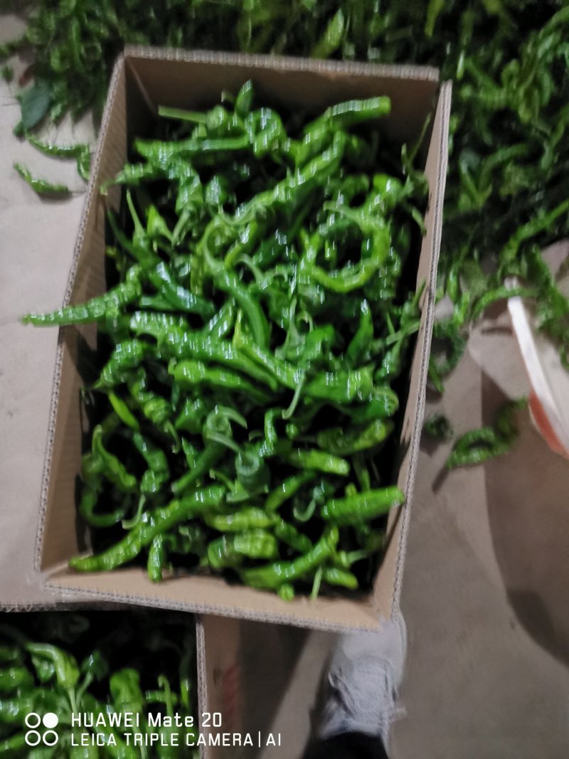皱皮椒的质量很好，价格高