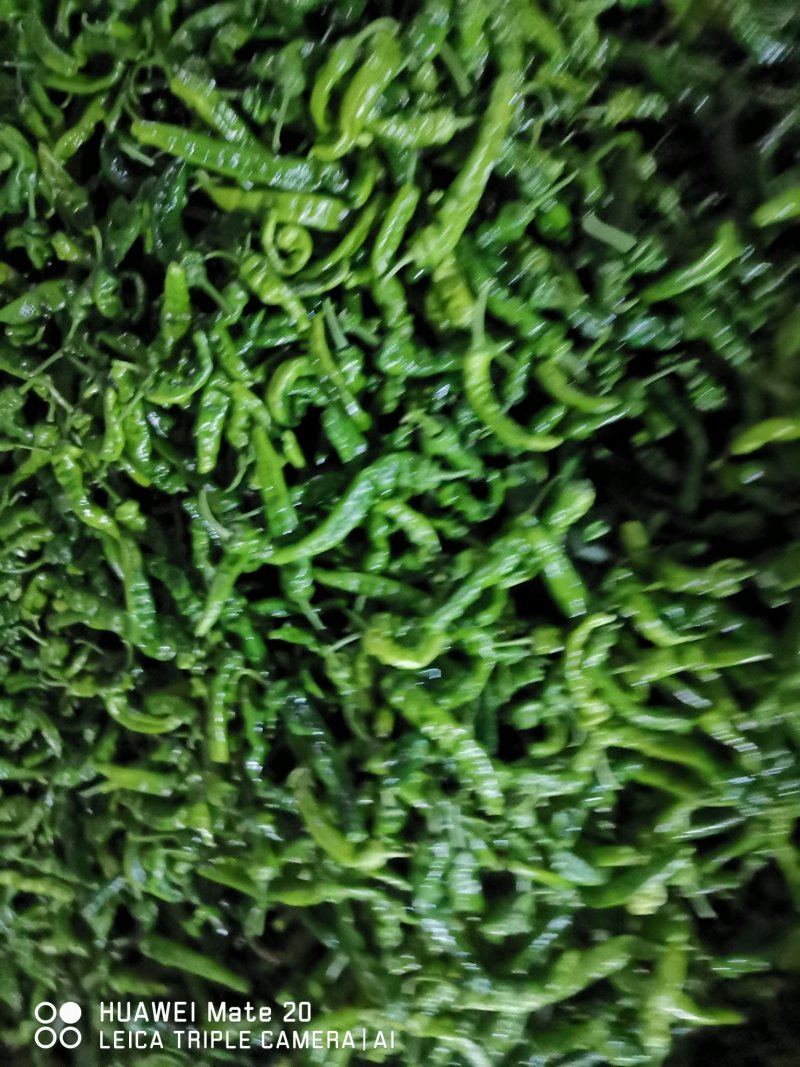 皱皮椒的质量很好，价格高
