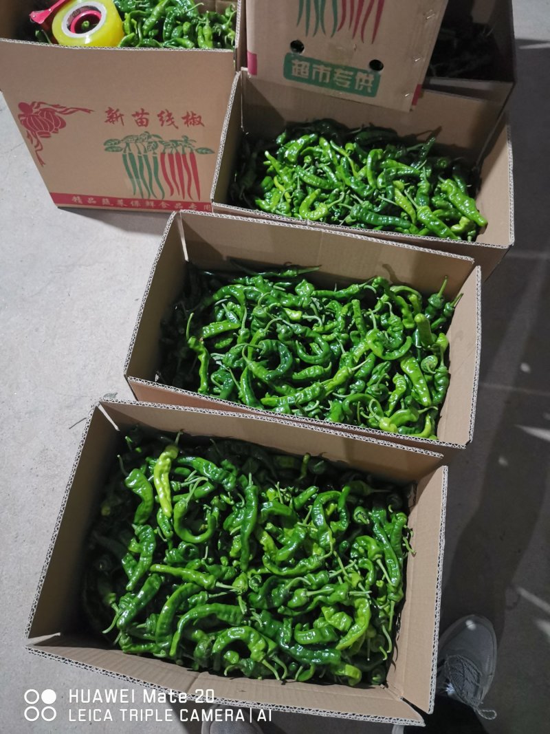 皱皮椒的质量很好，价格高