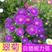 翠菊种籽四季播种园林景观绿化室外鲜花种花卉盆栽七月菊花草