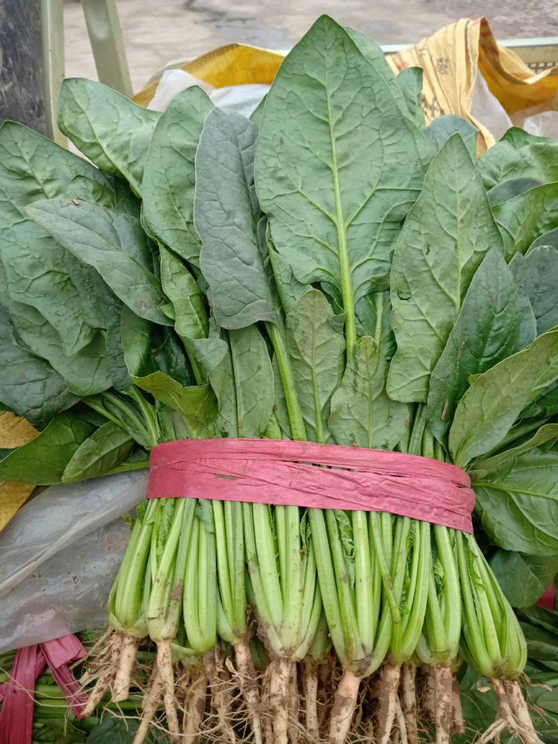 河北衡水菠菜即将上市了