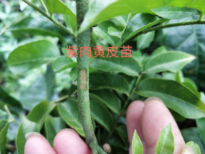 鸡心皮果苗、贵妃黄皮果苗、黑黄皮果苗紫肉黄皮果苗基地现货