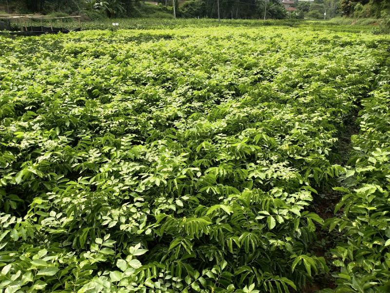 鸡心皮果苗、贵妃黄皮果苗、黑黄皮果苗紫肉黄皮果苗基地现货