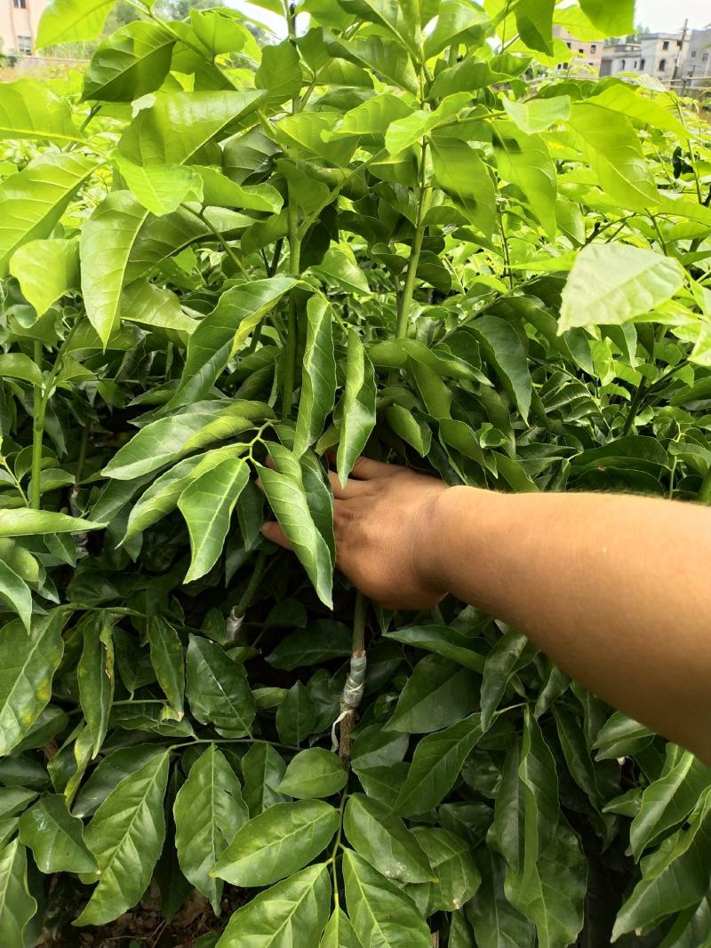 鸡心皮果苗、贵妃黄皮果苗、黑黄皮果苗紫肉黄皮果苗基地现货