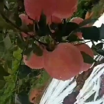 红钱富士红王将，弘钱富士，红王蒋，红富士，皮毛亮果个匀