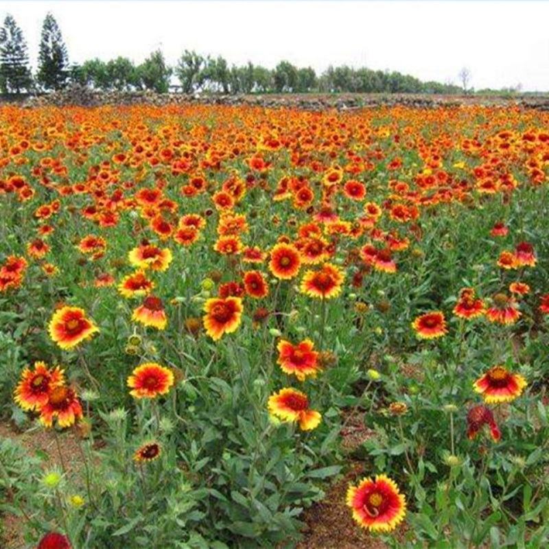 天人菊多年生宿根种子耐寒鲜花园林景观绿化花卉园艺种籽庭院