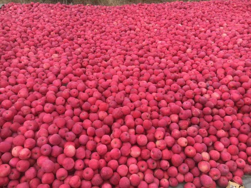 红肉苹果《红色之爱119-6苹果》，自家果园
