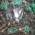 肿节风无硫中草药新鲜干货冷背品种2斤起包邮