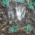肿节风无硫中草药新鲜干货冷背品种2斤起包邮