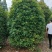 丛生桂花桂花球笼桂柱形桂花大量供应,欢迎来电咨询