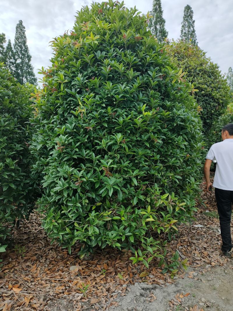 丛生桂花桂花球笼桂柱形桂花大量供应，欢迎来电咨询