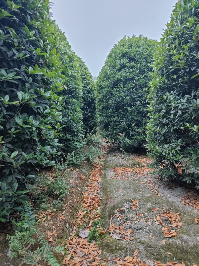 丛生桂花桂花球笼桂柱形桂花大量供应，欢迎来电咨询