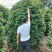 丛生桂花桂花球笼桂柱形桂花大量供应,欢迎来电咨询
