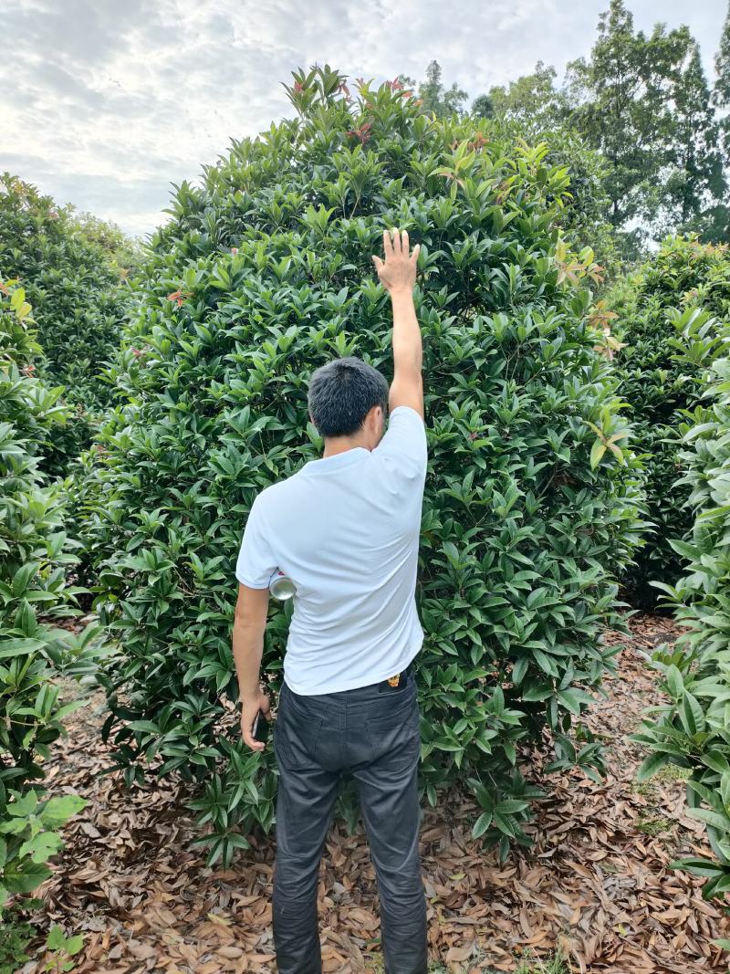 丛生桂花桂花球笼桂柱形桂花大量供应，欢迎来电咨询