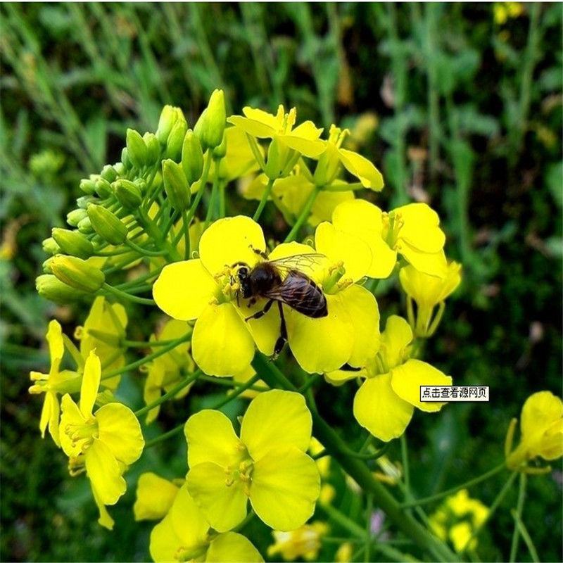 老品种油菜种子油菜花种子2021新种子高产千斤王油菜籽出