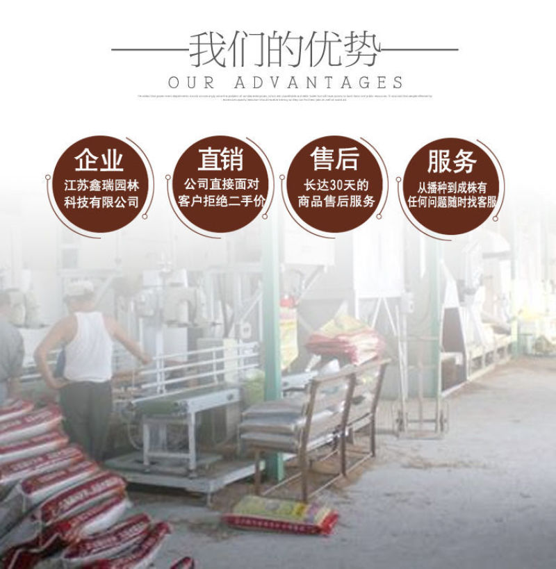 老品种油菜种子油菜花种子2021新种子高产千斤王油菜籽出