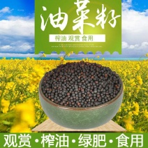 老品种油菜种子油菜花种子2021新种子高产千斤王油菜籽出