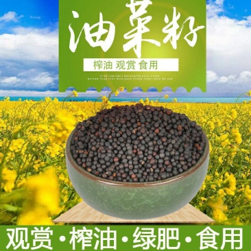 老品种油菜种子油菜花种子2021新种子高产千斤王油菜籽出