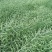 老品种油菜种子油菜花种子2021新种子高产千斤王油菜籽出