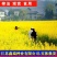 老品种油菜种子油菜花种子2021新种子高产千斤王油菜籽出