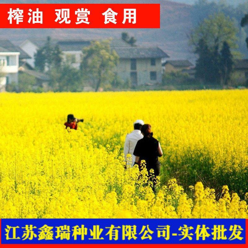 老品种油菜种子油菜花种子2021新种子高产千斤王油菜籽出