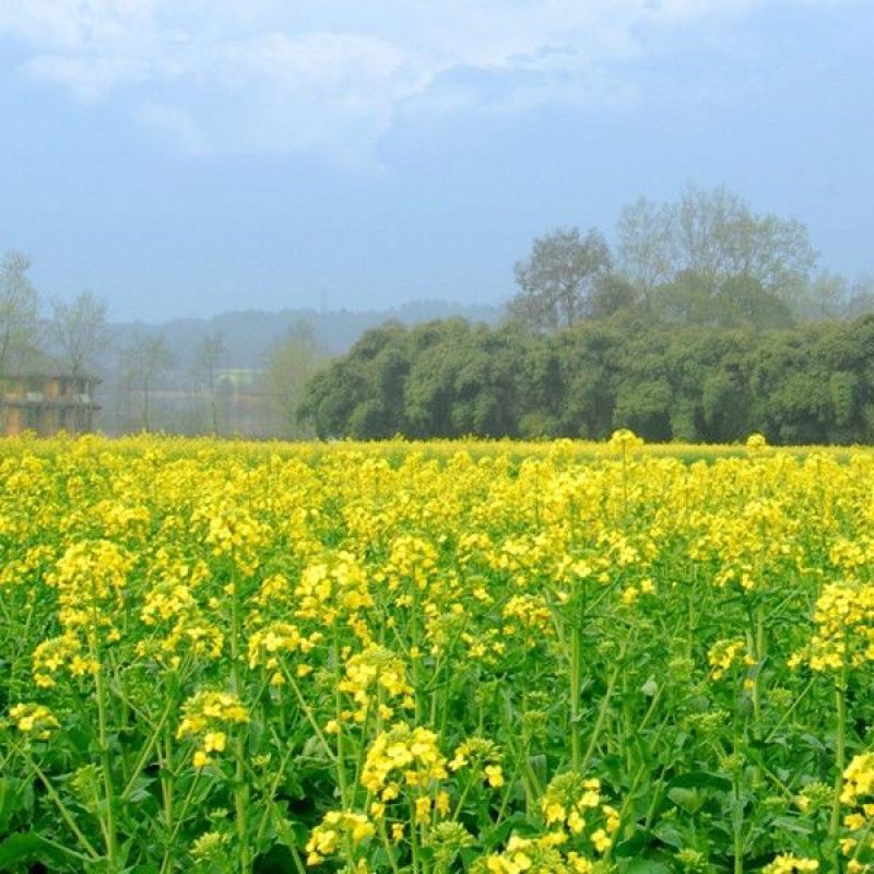 老品种油菜种子油菜花种子2021新种子高产千斤王油菜籽出