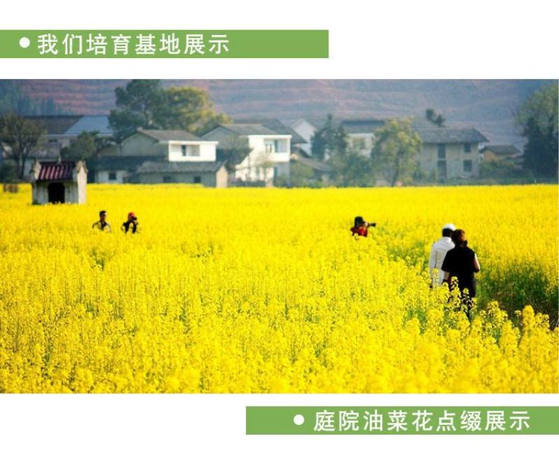 老品种油菜种子油菜花种子2021新种子高产千斤王油菜籽出