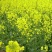 老品种油菜种子油菜花种子2021新种子高产千斤王油菜籽出