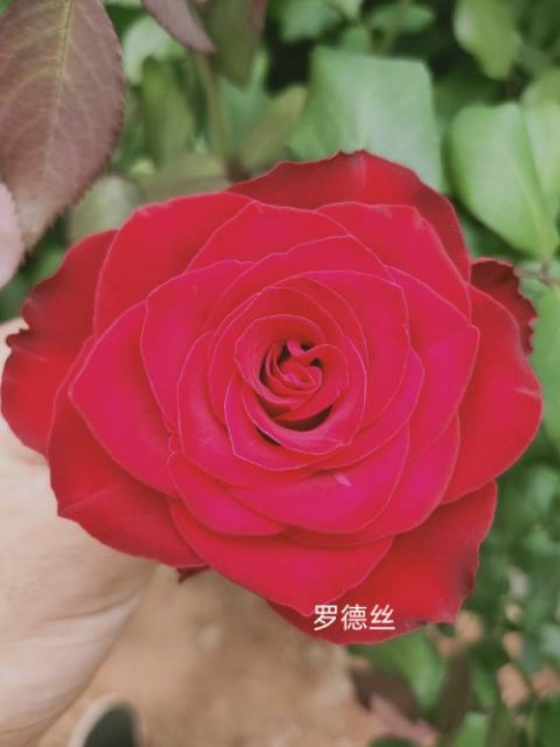 卡罗拉大花多头多品种玫瑰月季种苗多季节多品种优质种苗