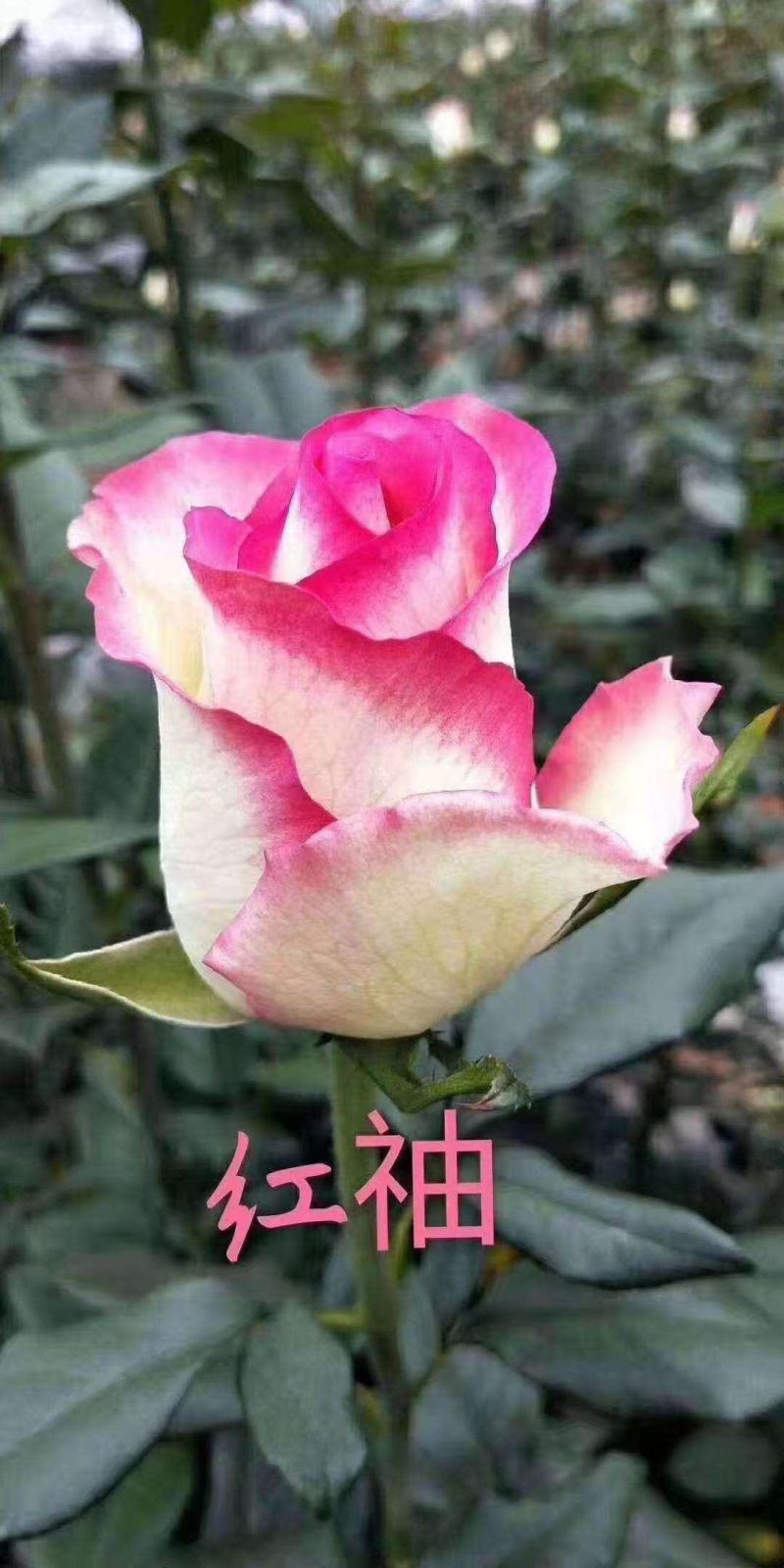 卡罗拉大花多头多品种玫瑰月季种苗多季节多品种优质种苗