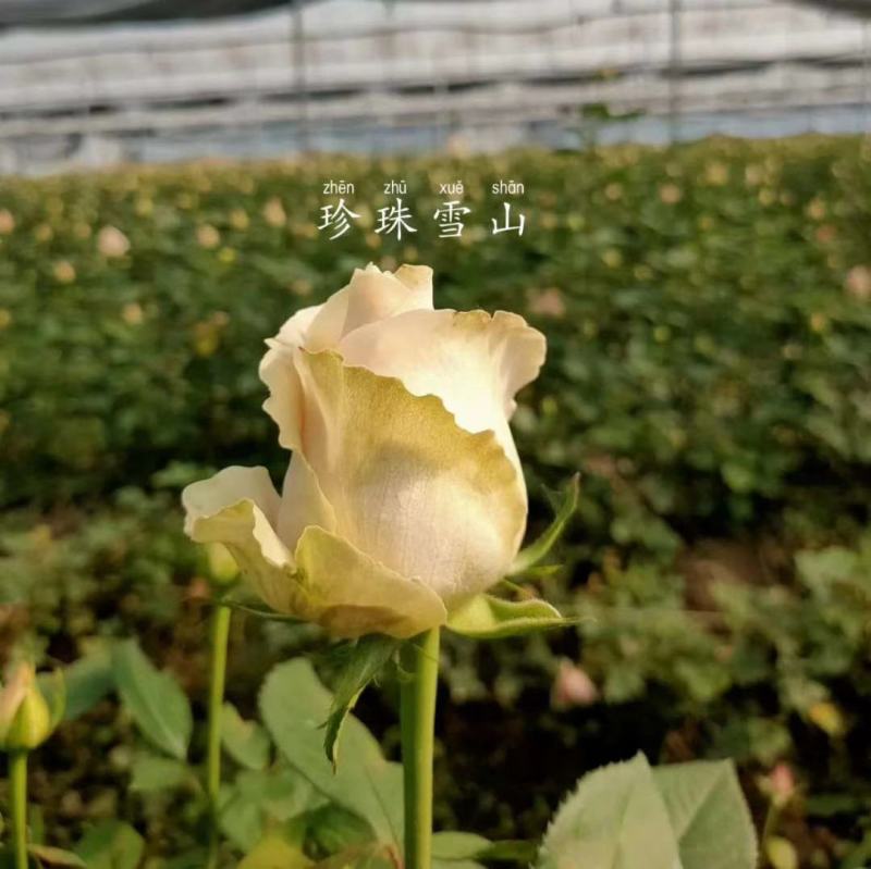 卡罗拉大花多头多品种玫瑰月季种苗多季节多品种优质种苗