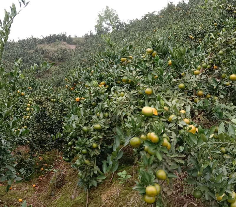 新金早熟密桔又香又甜