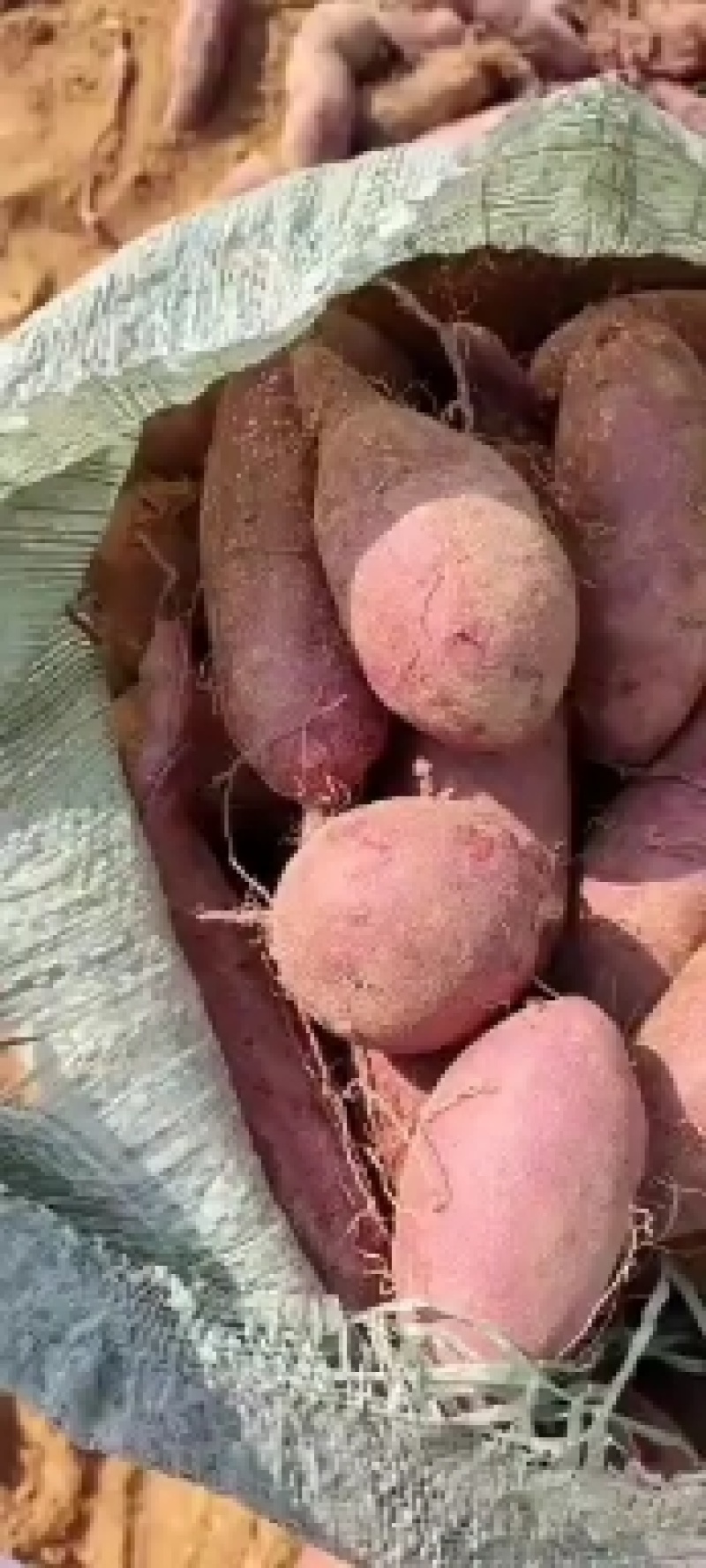 紫罗兰，徐紫，开始上市了，丘陵沙土地，口感香甜