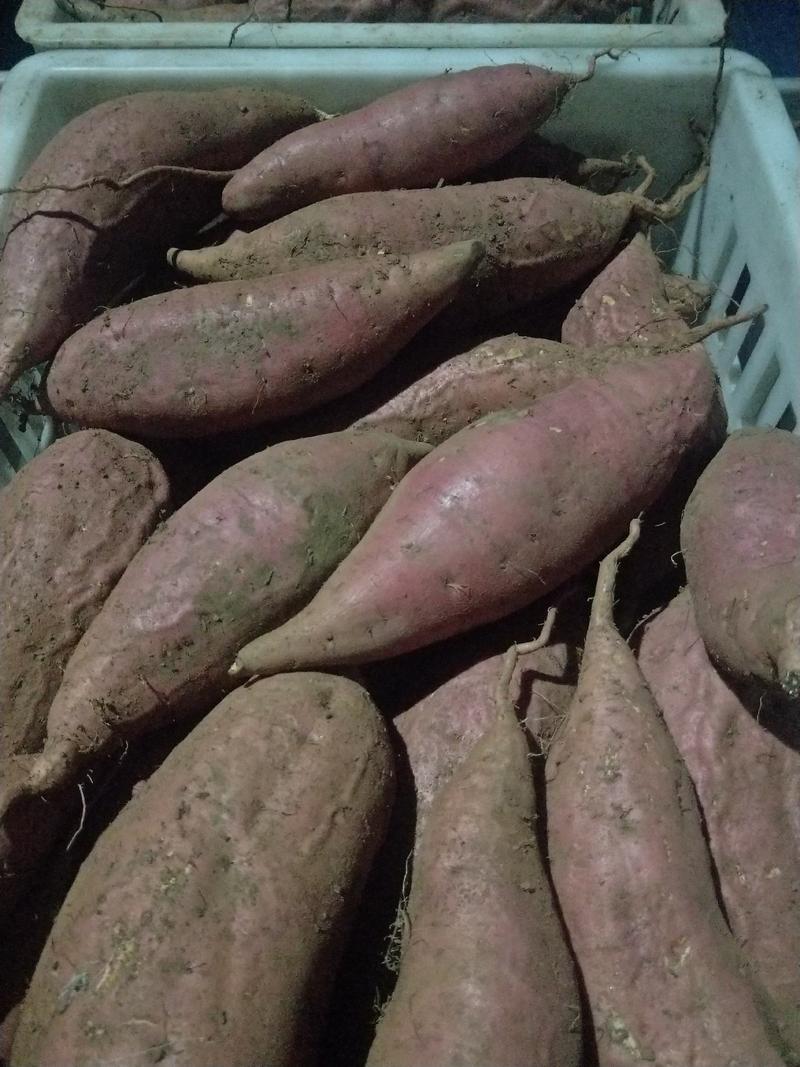 大量供应淀粉地瓜，黄瓤地瓜，紫薯，烟薯25.