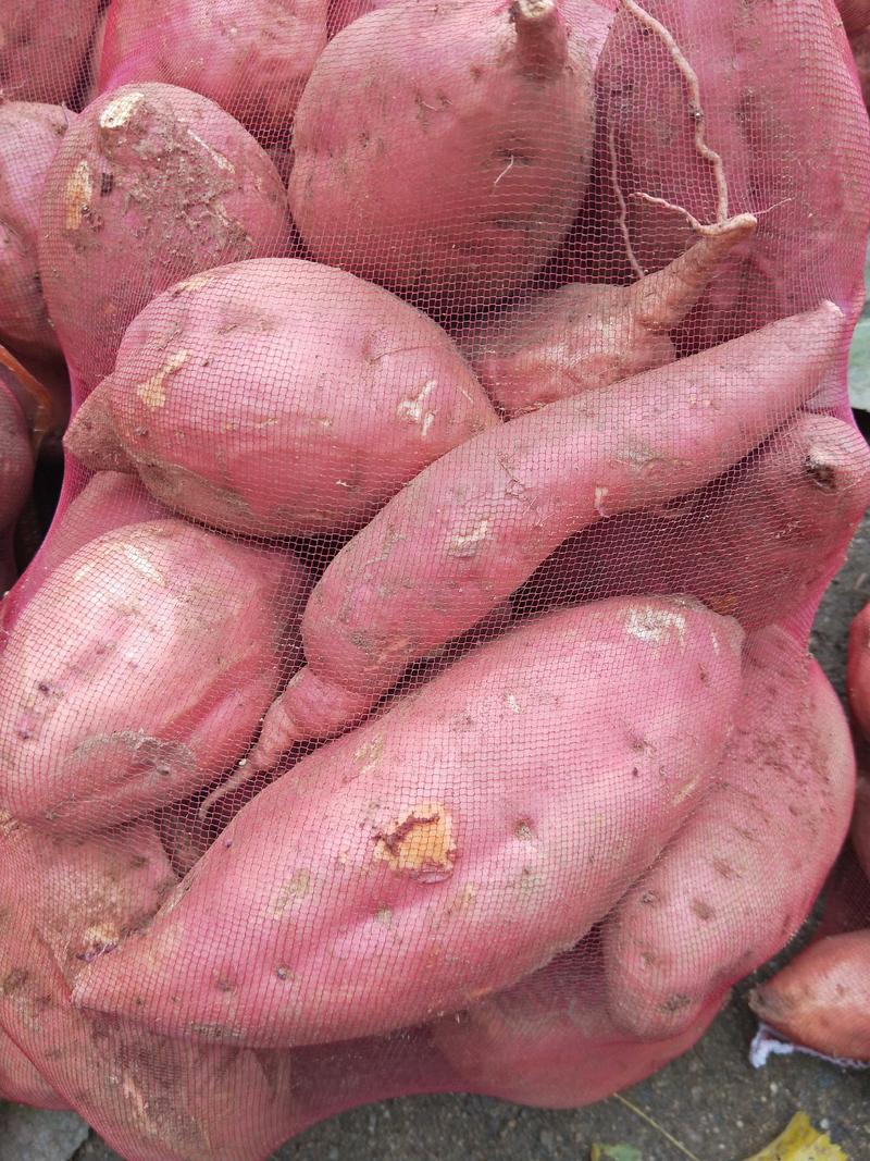 大量供应淀粉地瓜，黄瓤地瓜，紫薯，烟薯25.