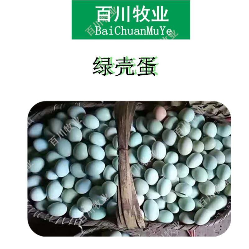 [热卖]五黑鸡苗绿壳蛋鸡苗改良五黑绿壳蛋鸡苗出壳