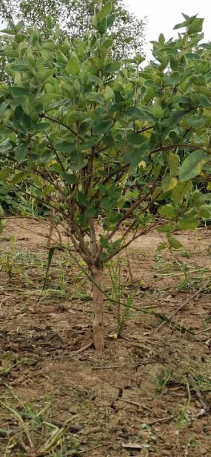 【顺丰包邮】四季金银花苗、包成活、包回收、免费提供技术