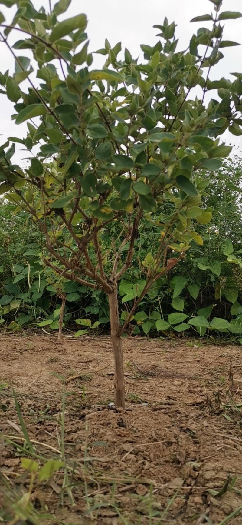 【顺丰包邮】四季金银花苗、包成活、包回收、免费提供技术