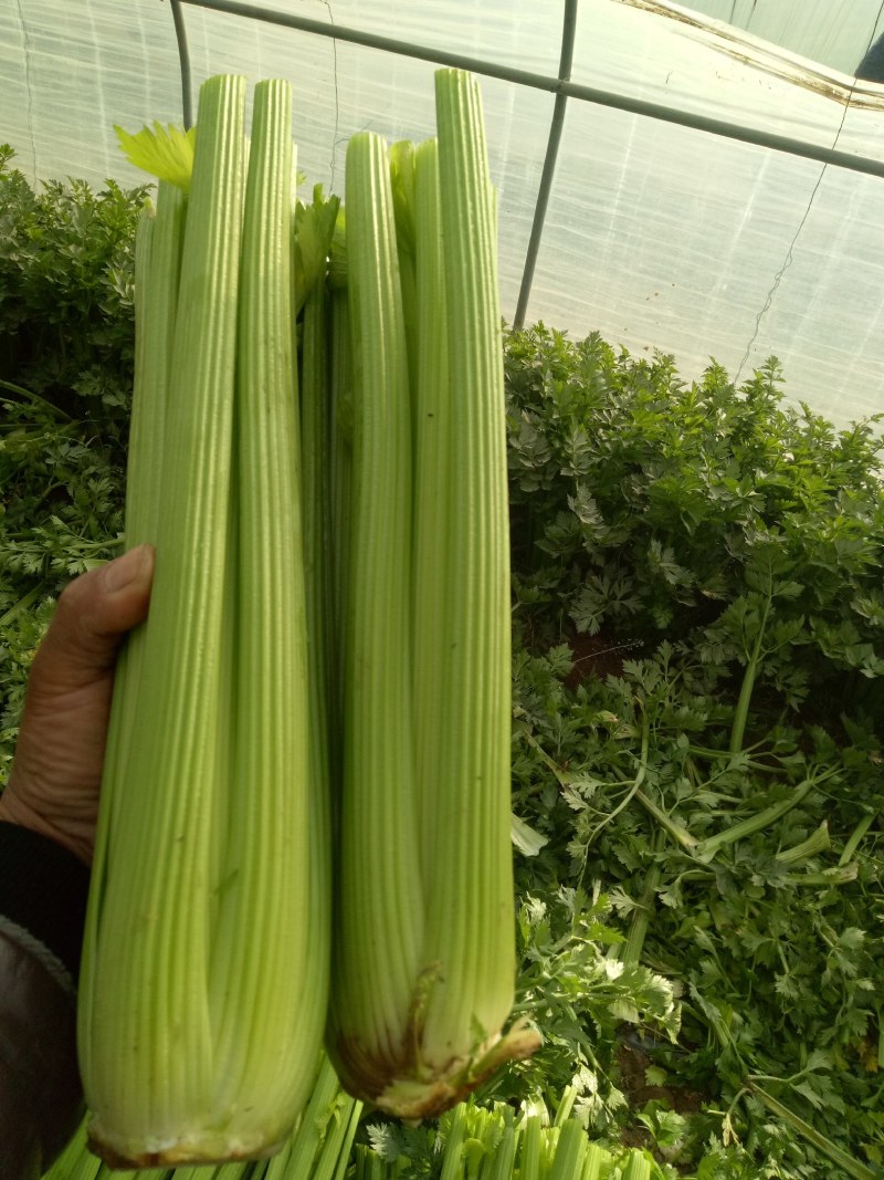 河南鹿邑优质西芹，可视频看货，支持线上保障交易