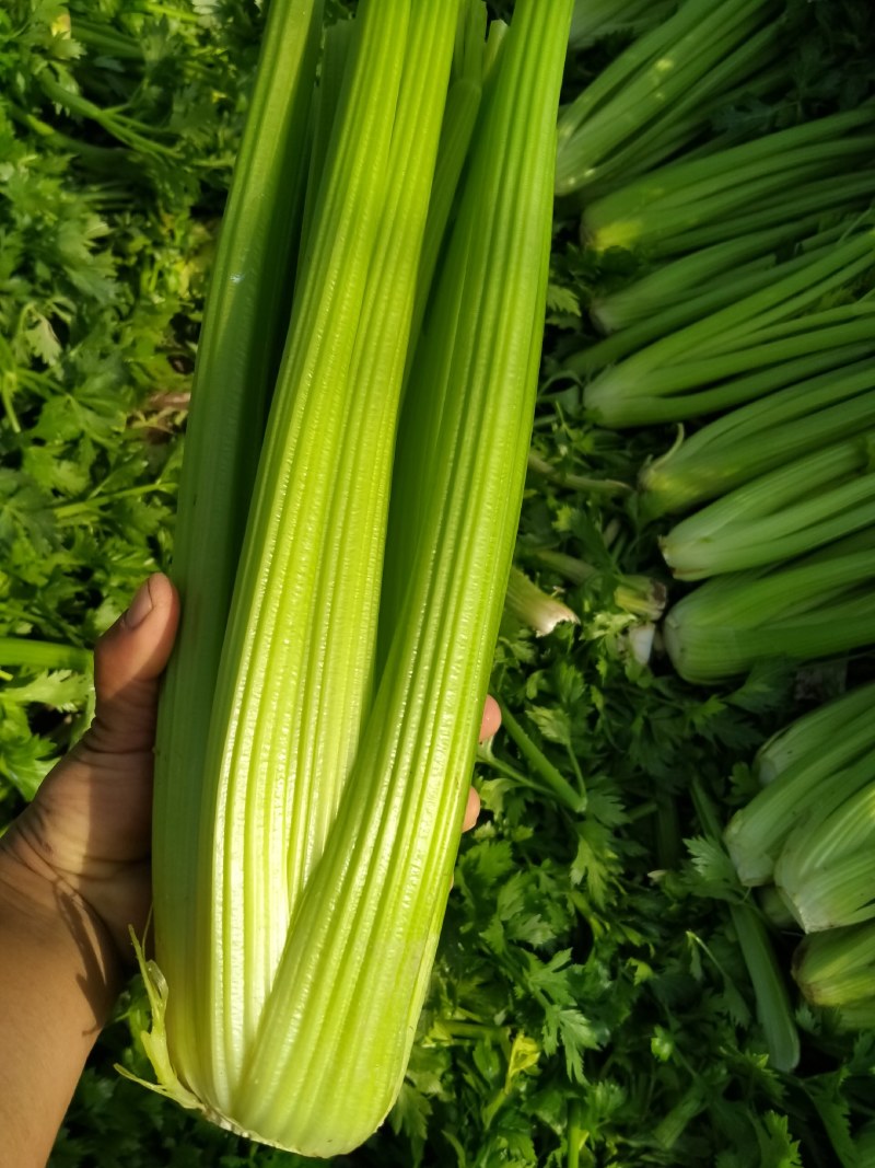 河南鹿邑优质西芹，可视频看货，支持线上保障交易