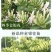 【顺丰包邮】四季金银花苗、包成活、包回收、免费提供技术