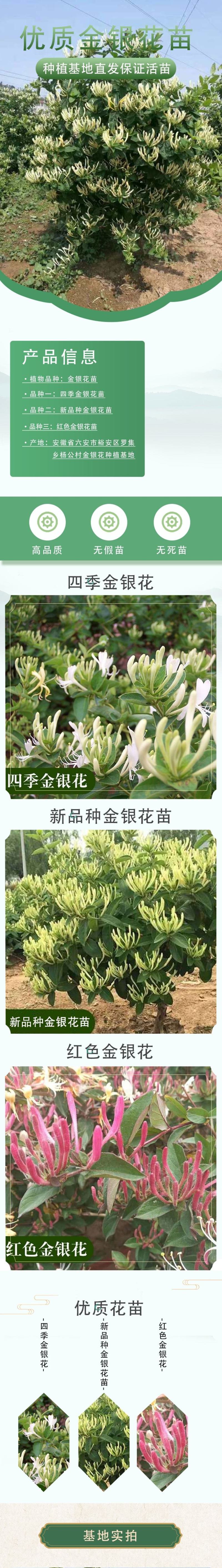 【顺丰包邮】四季金银花苗、包成活、包回收、免费提供技术