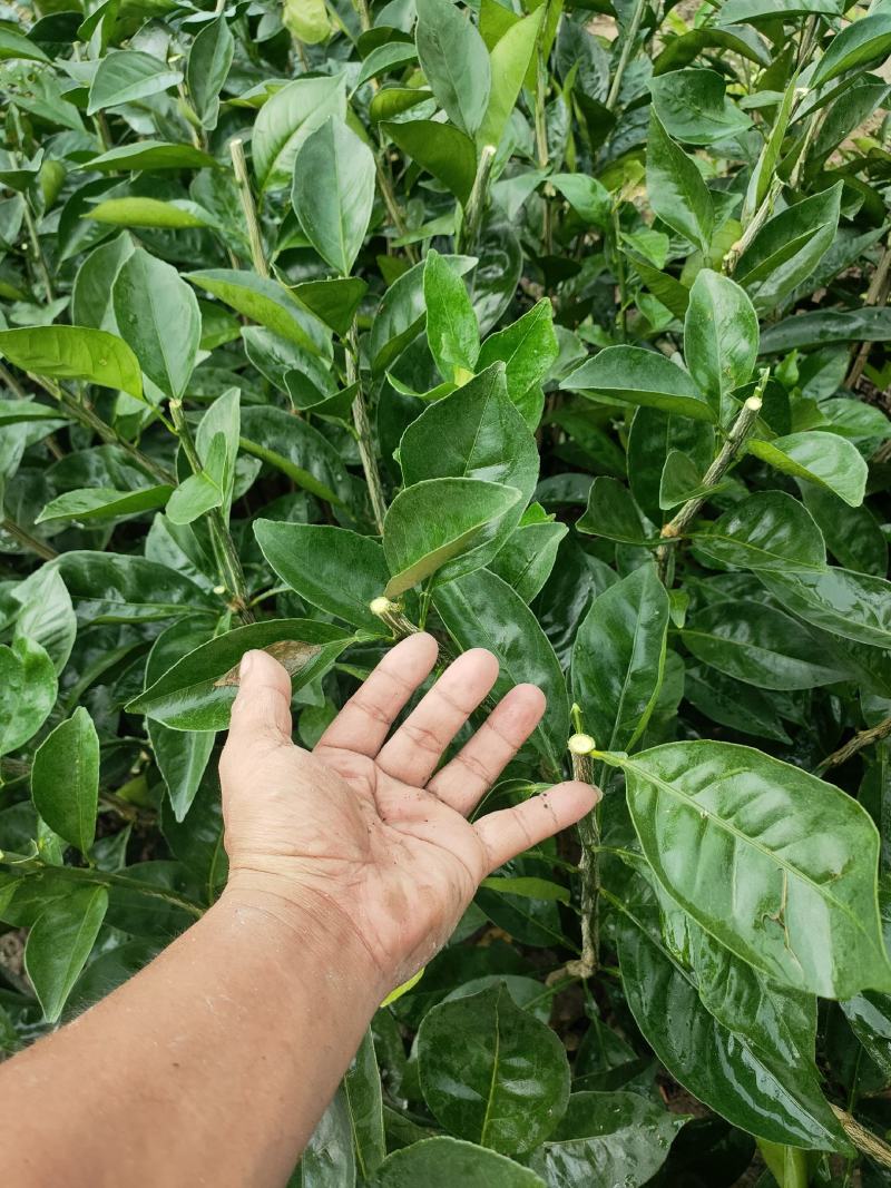 新品.台湾木瓜蜜丁苗（柳橙）橙苗.木瓜蜜丁果苗.质量保证