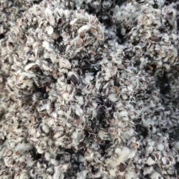 河北邯郸邢台衡水沧州市棉籽壳玉米芯颗粒棉渣废棉稻草谷壳