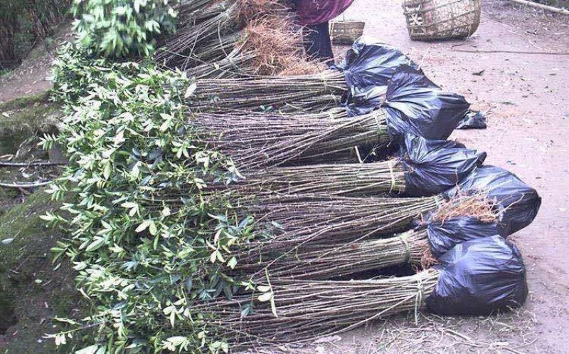 优质大红袍花椒苗南北适种品种齐全南北适种耐寒耐旱