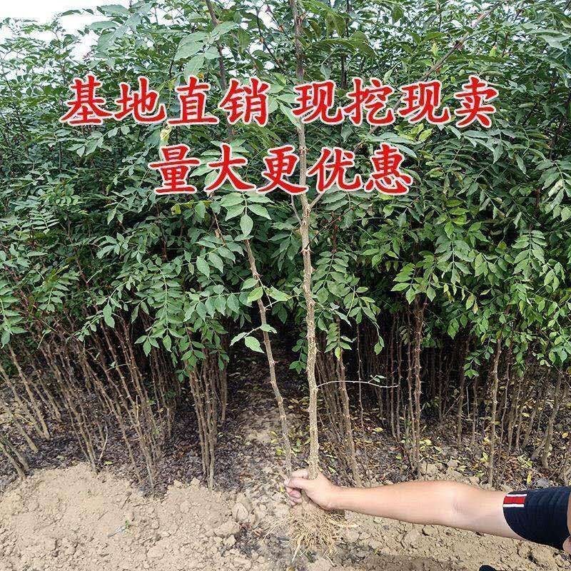 优质大红袍花椒苗南北适种品种齐全南北适种耐寒耐旱