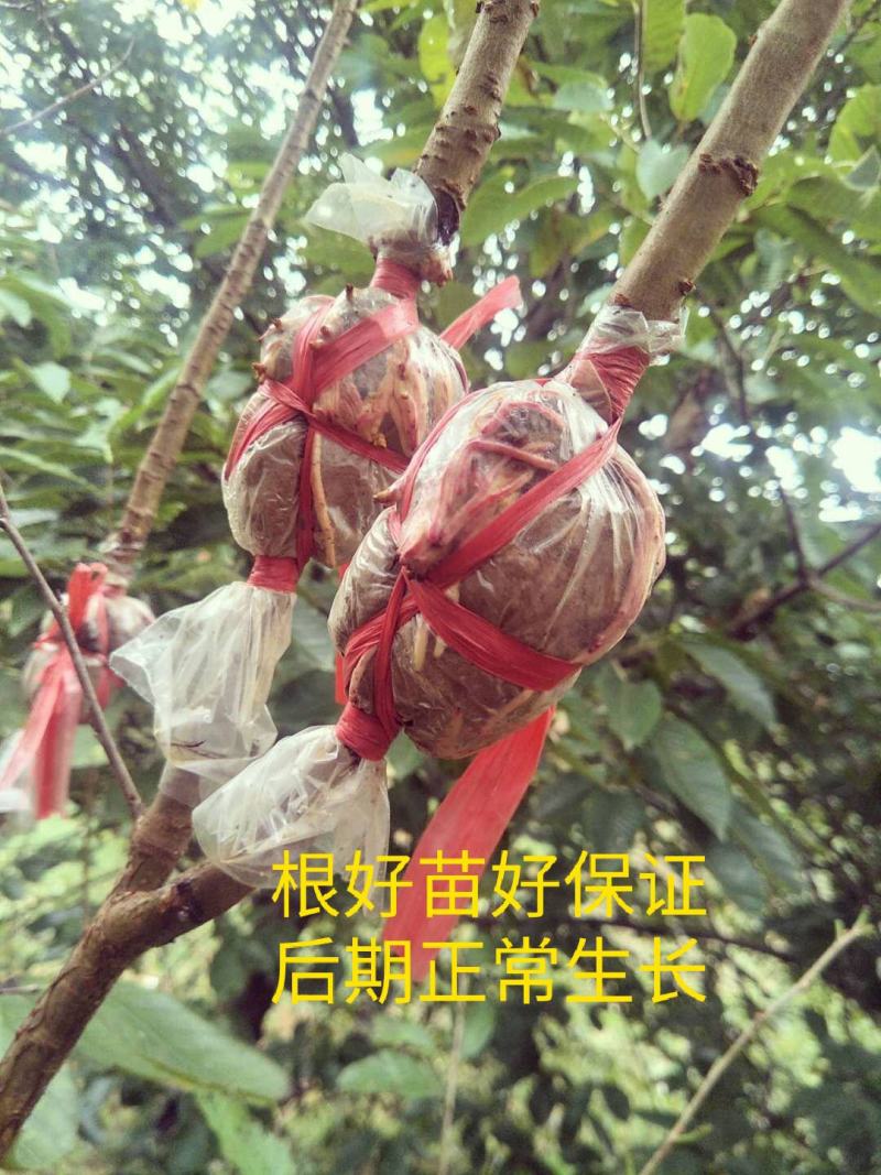 玛瑙红樱桃树大红灯樱桃苗正宗玛瑙红樱桃树苗基地直销