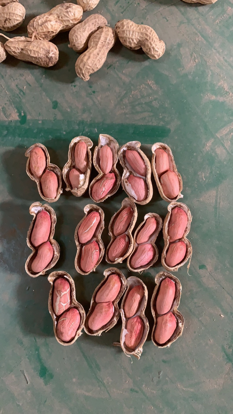 先去尾巴在去杂质在风选花生果后色选花生果
