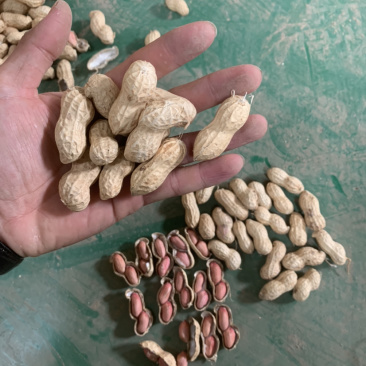 先去尾巴在去杂质在风选花生果后色选花生果