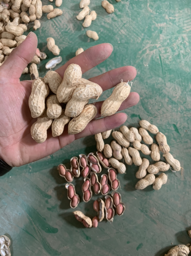 先去尾巴在去杂质在风选花生果后色选花生果